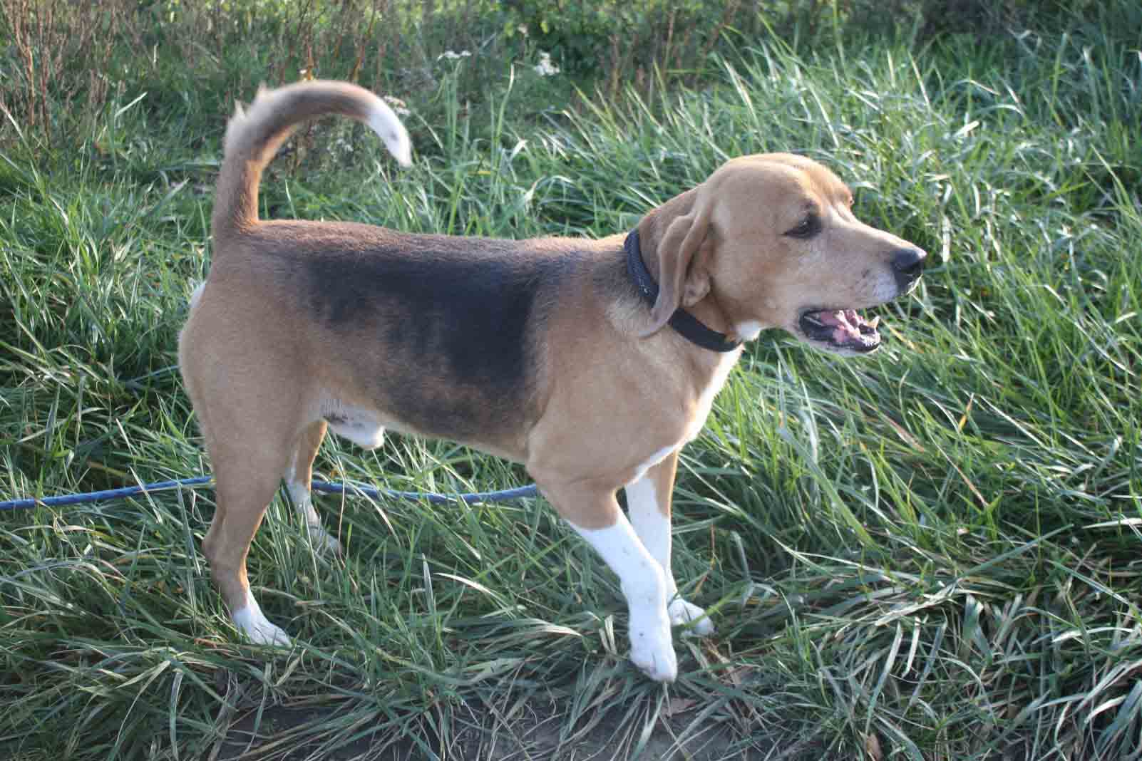 LUIGI - x beagle 10 ans - Refuge du Mordant à Toul (54) Luigi-croise%CC%81-beagle-1